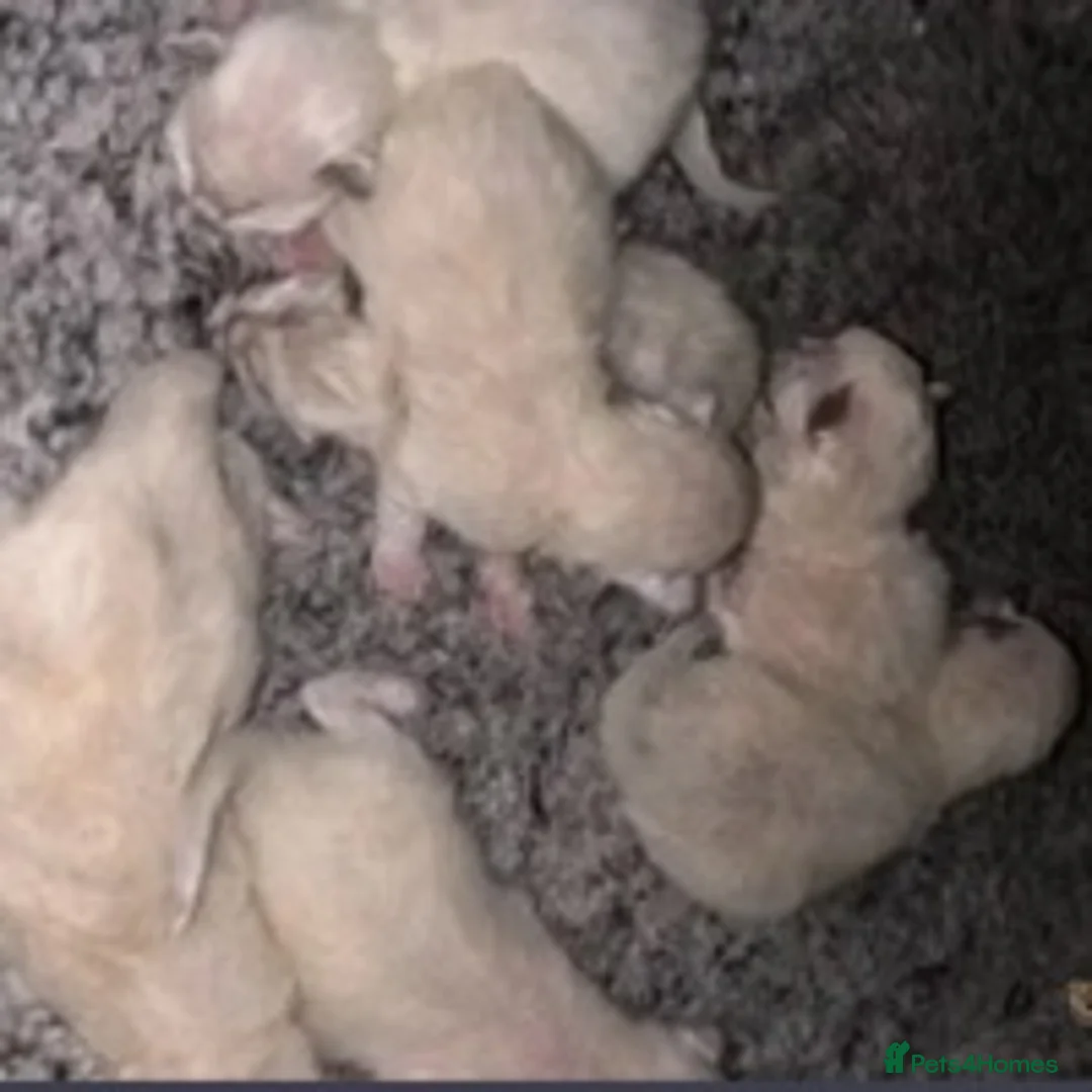 Ragdoll cats for stud: STUD Large Blue point ragdoll 100% proven stud . in Brighouse - Advert 12