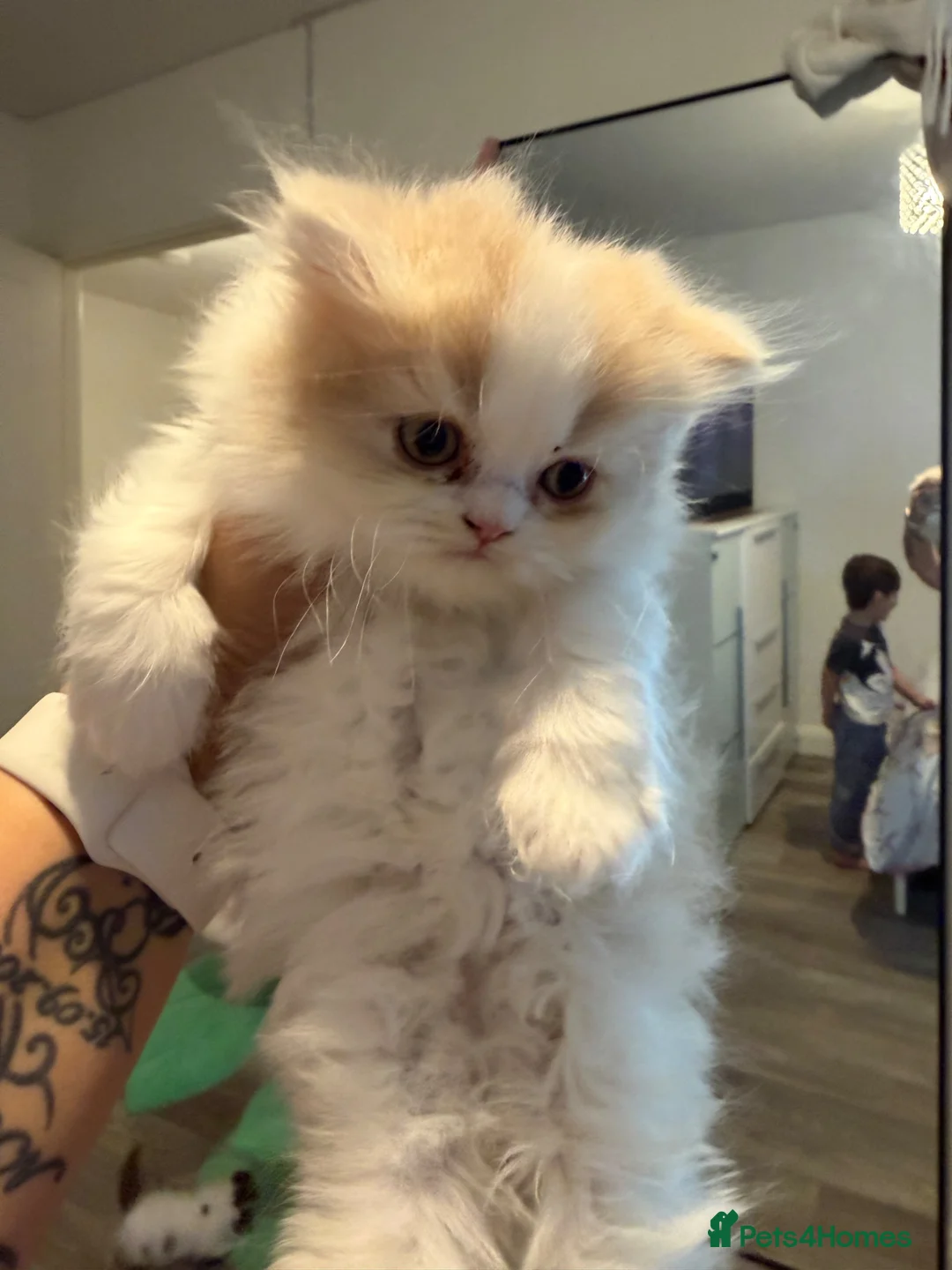 British Shorthair cats for sale: Champion line British longhair  - Advert 1