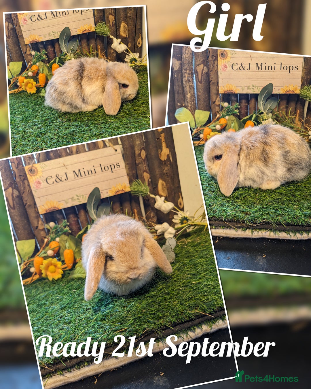 Mini Lop rabbits for sale: Stunning mini lop kits.  - Image 8
