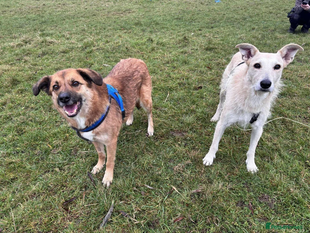 Mixed Breed dogs for adoption: Two best friends looking for their forever home!  - Advert 5