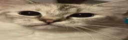 Ragdoll cats for sale: Beautiful GCCF Ragdoll - Advert 1