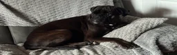 Boxer dogs for sale: Sealed Boxer - Advert 5