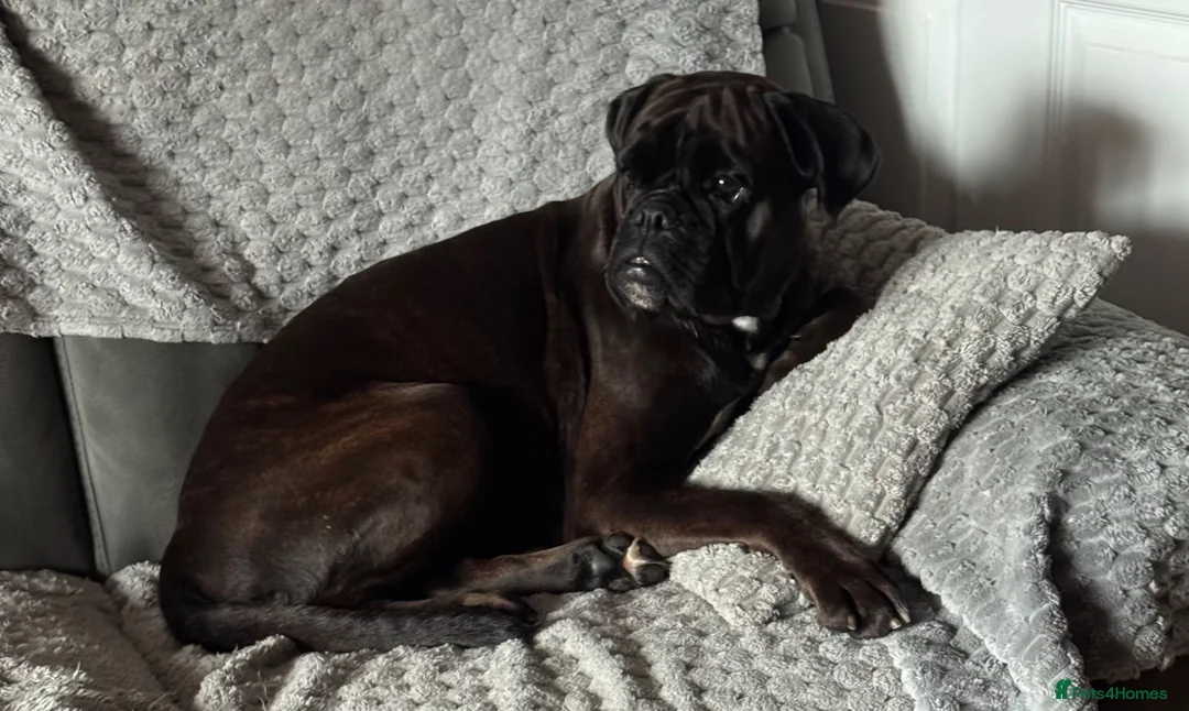 Boxer dogs for sale: Sealed Boxer - Advert 5