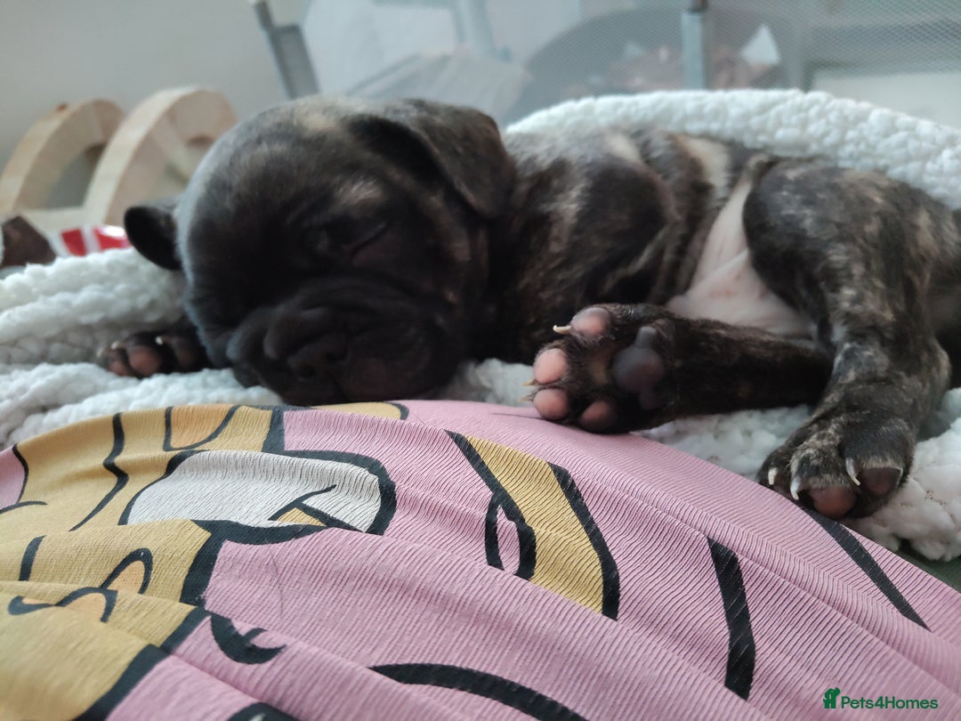 Mixed Breed dogs for sale: Male puppies Frenchie X  - Advert 8