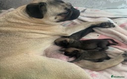 Pug dogs for sale: 2 beautiful girl pugs - READY NOW !!! - Image 7