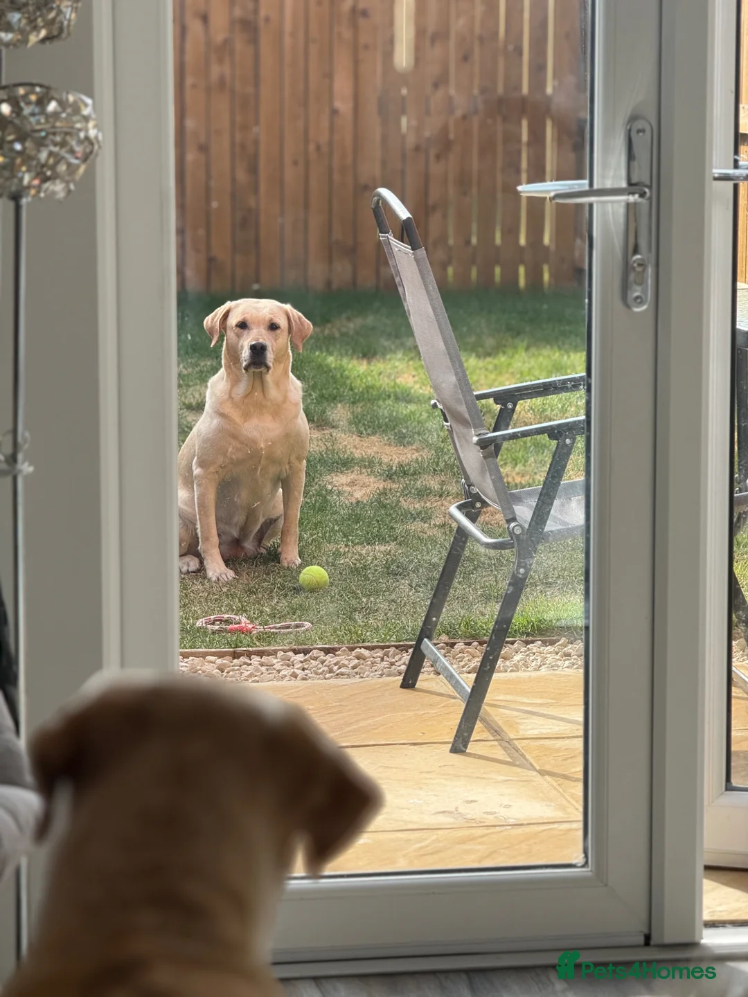 Labrador Retriever dogs for sale: 5 Year Old Labrador Looking for a New Home - Advert 4
