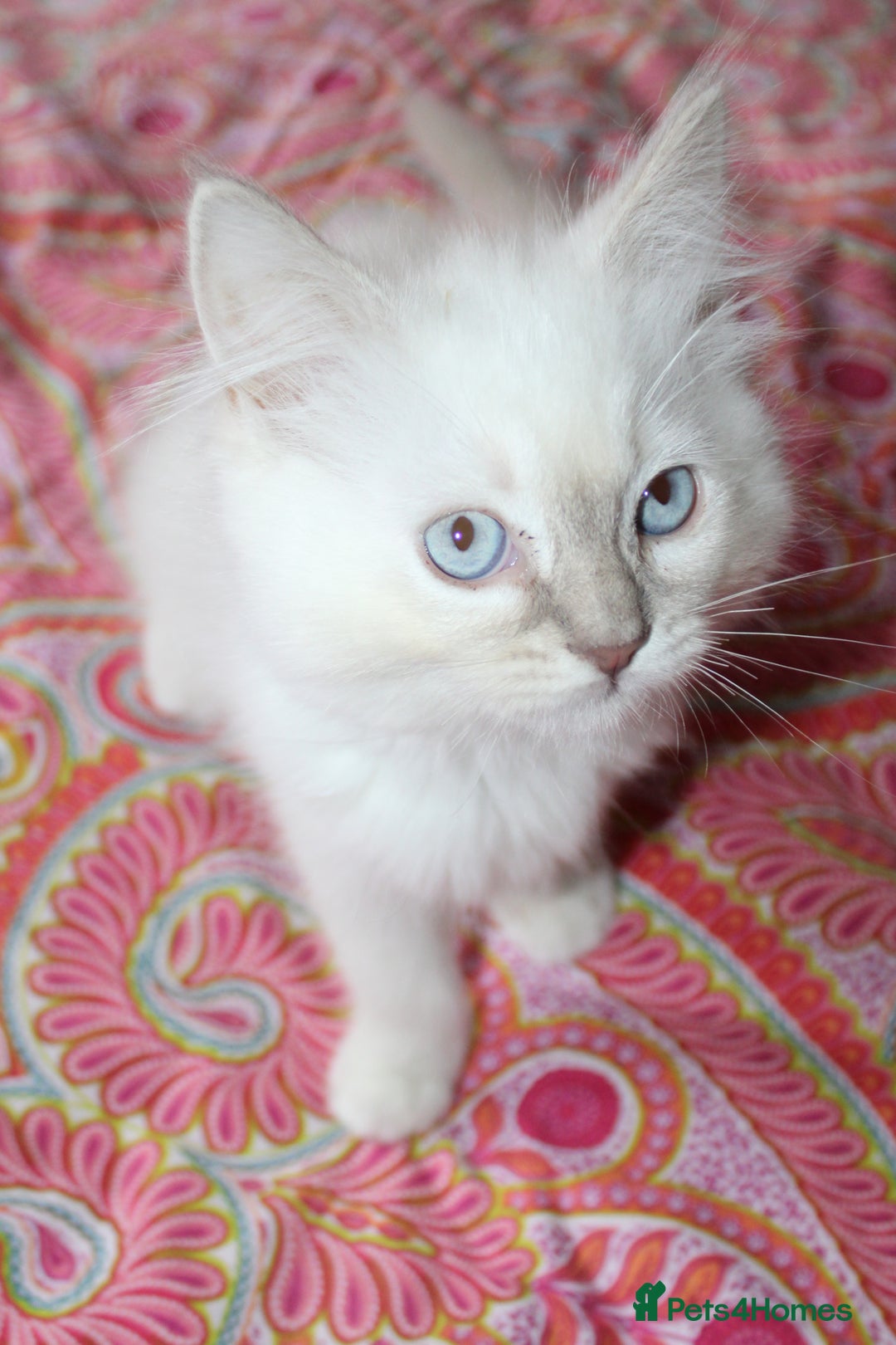 Ragdoll cats for sale: Ready to go  - Advert 9