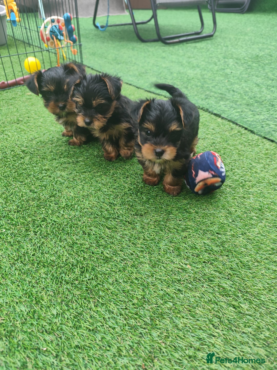 Yorkshire Terrier dogs for sale: Beautiful Mini Yorkshire Terrier puppies - Image 5