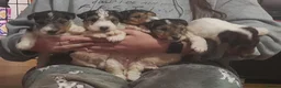 Fox Terrier dogs for sale: Wire Haired Fox Terrier Puppies - Advert 5