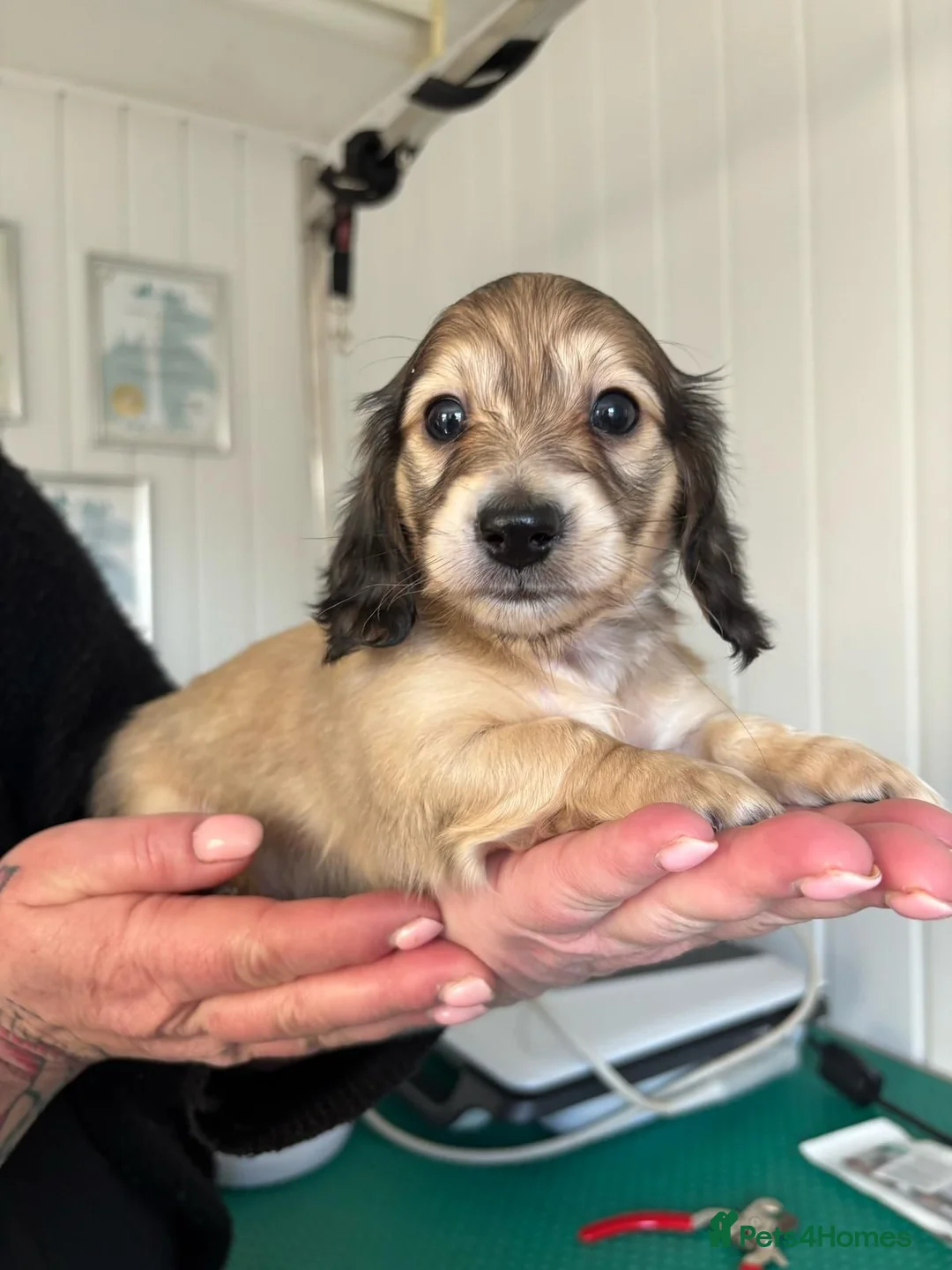 Miniature Dachshund dogs for stud: Dna and ivdd screened Mini Dachshund  in Southampton - Advert 19