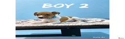 Jack Russell dogs for sale: Jack Russell puppies  - Advert 9