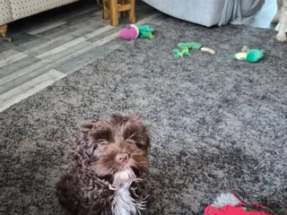 Mixed Breed dogs Lovely small Chocolate girl cavapoo - Advert 4