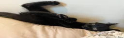 Mixed Breed cats for sale: OSKAR black two year old male  - Advert 6