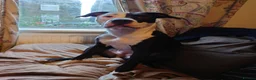 Mixed Breed dogs for sale: Zara needs a loving forever home! - Advert 21