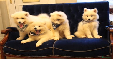 Samoyed dogs - Advert 1