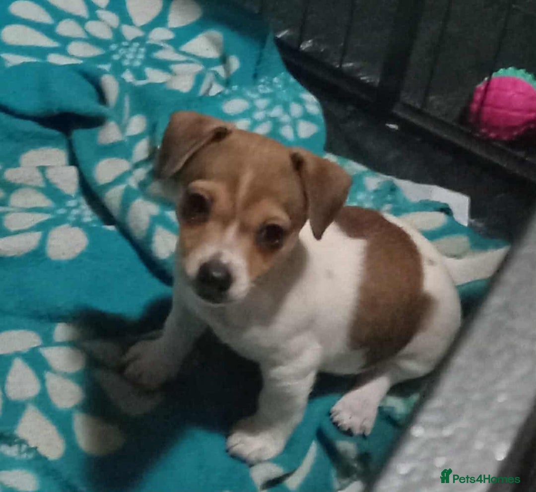 Jack Russell dogs for sale: 1 male 1 Femail Jack Russell pup for sale - Image 2
