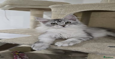 Maine Coon cats - Advert 11