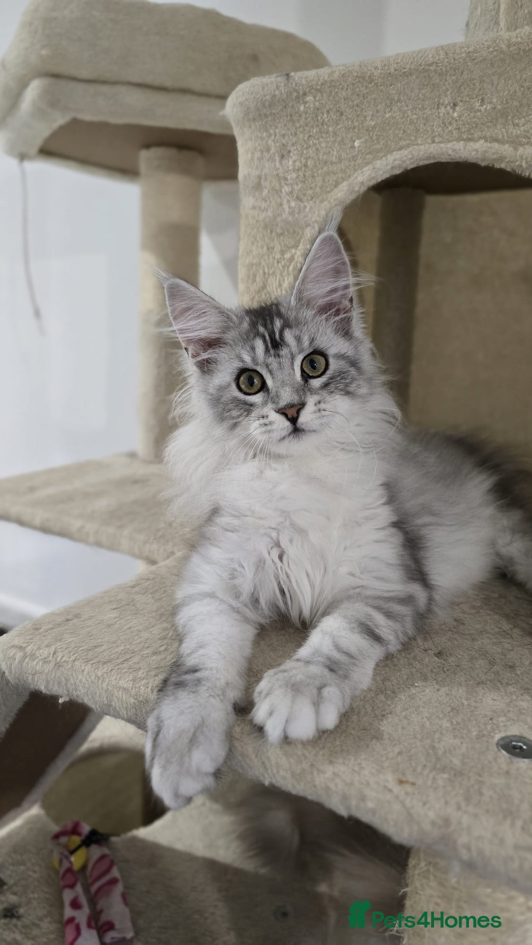 Maine Coon cats for sale: GCCF register girls  - Image 2