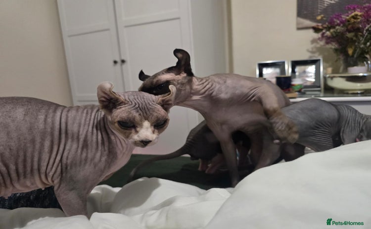 Sphynx cats - Advert 6