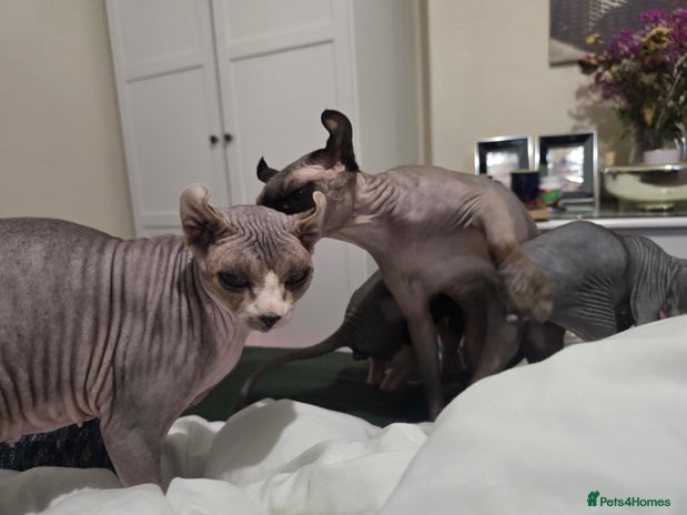 Sphynx cats - Advert 1