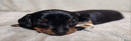 Miniature Dachshund dogs for sale: Champion bloodlines excellent quality KC miniature - Advert 25