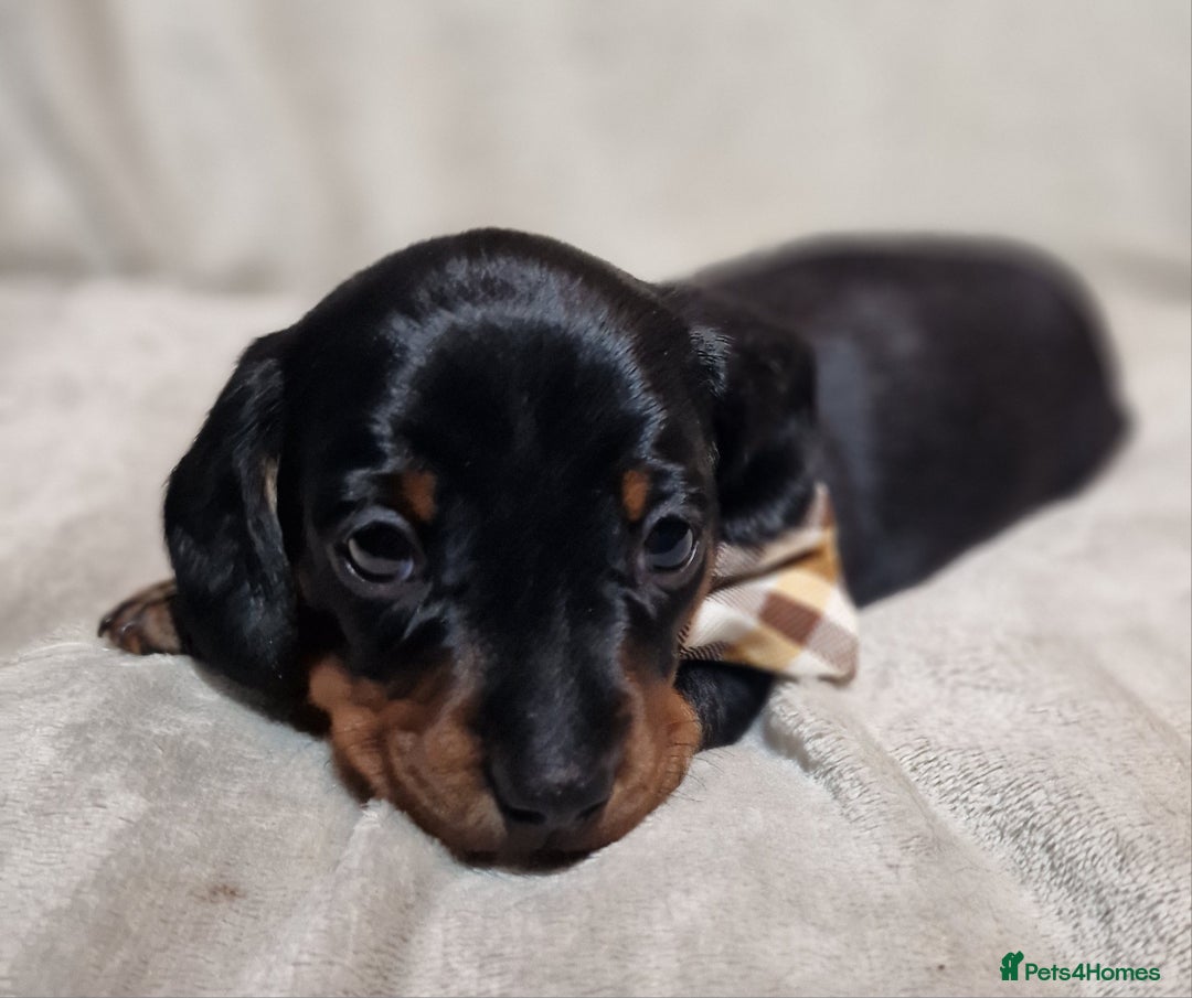 Miniature Dachshund dogs for sale: Champion bloodlines excellent quality KC miniature - Advert 25