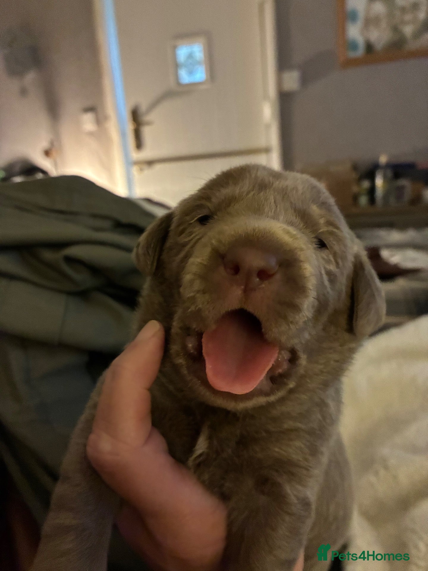 Labrador Retriever dogs Dna clear kc silver labrador pups  - Advert 17