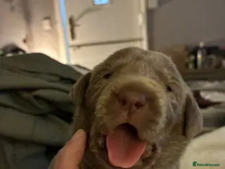Labrador Retriever dogs Dna clear kc silver labrador pups - Advert 17