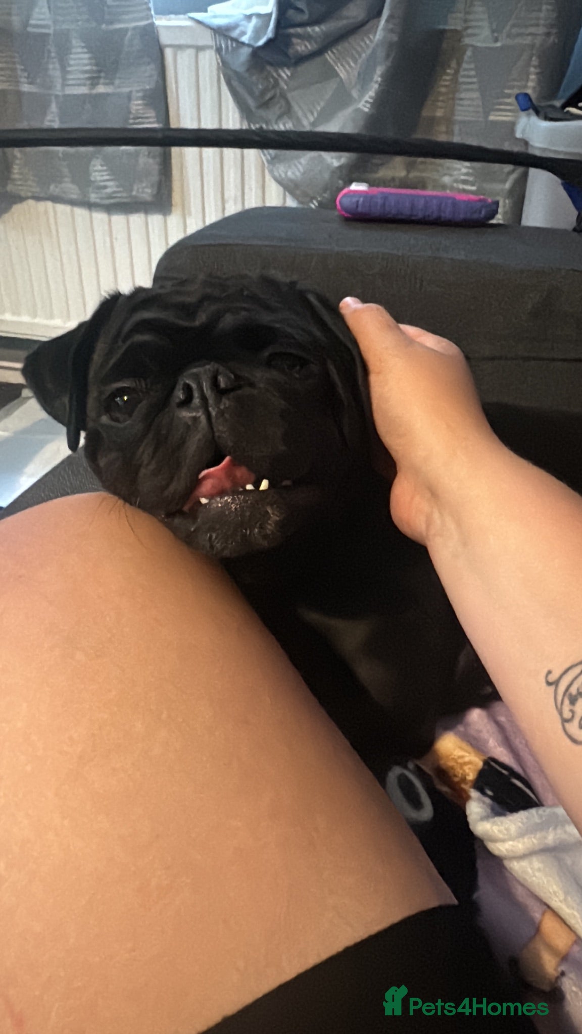 Pug dogs 3 year old black pug  - Advert 3