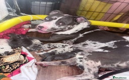 American Bully dogs for sale: Abkc Pocket Bully X Abkc classic Bully puppies - Image 14