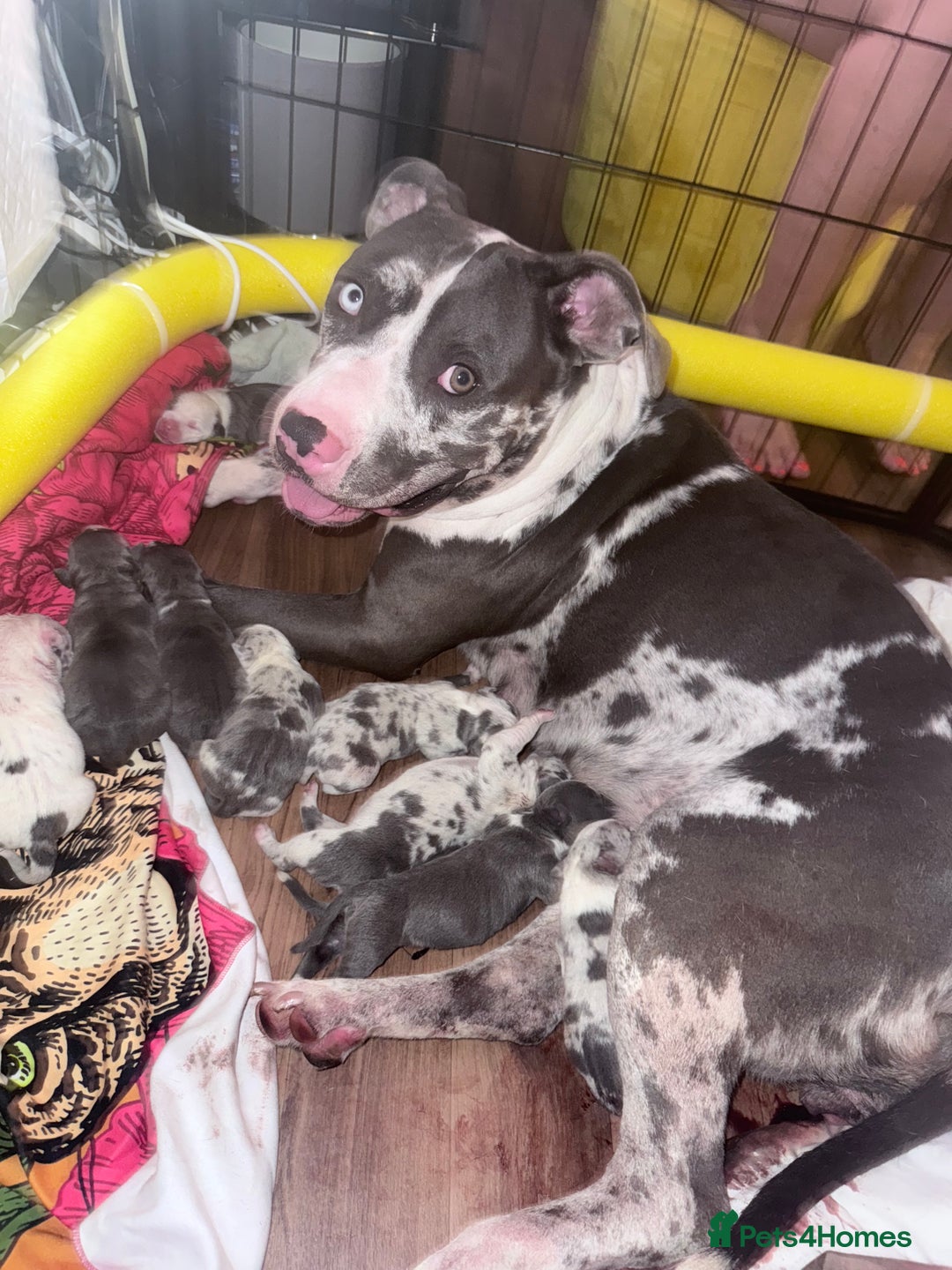 American Bully dogs for sale: Abkc Pocket Bully X Abkc classic Bully puppies - Image 14