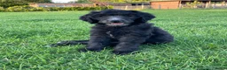 Goldendoodle dogs for sale: Goldendoodle F1b - Advert 1
