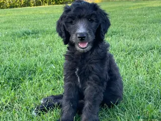 Goldendoodle dogs Goldendoodle F1b - Advert 5