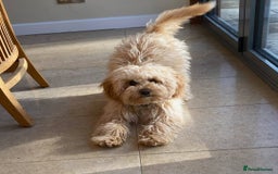 Cavachon dogs for sale: Golden Cavapoochon girl - Image 3