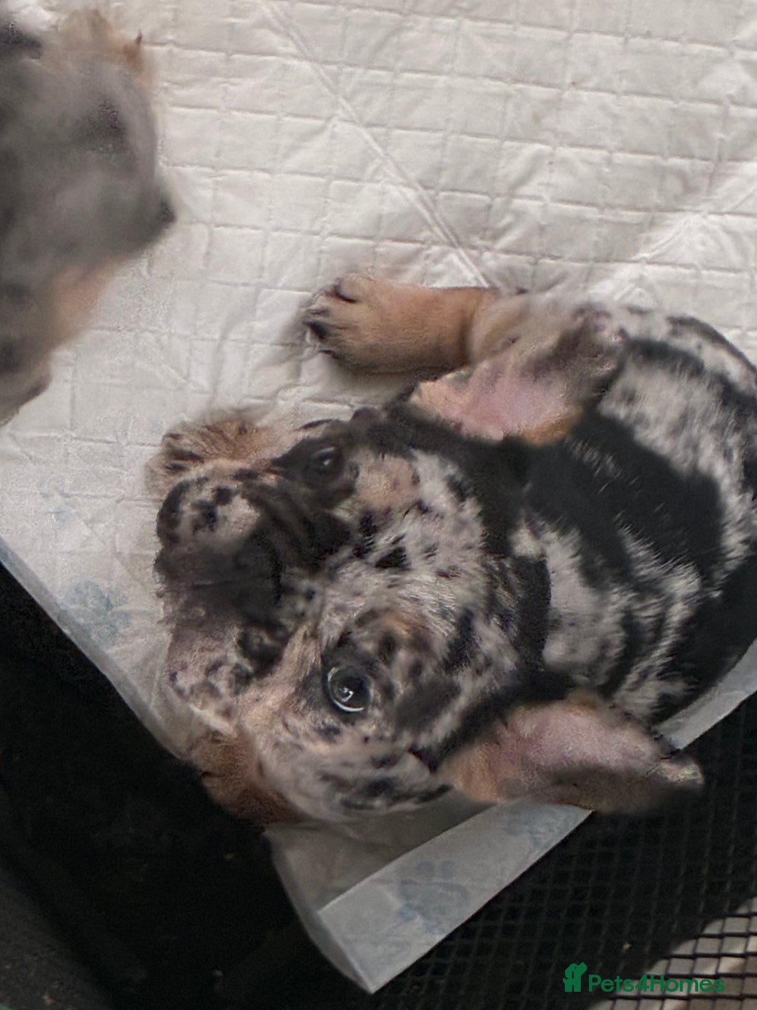 French Bulldog dogs for sale: French bulldog - Advert 4