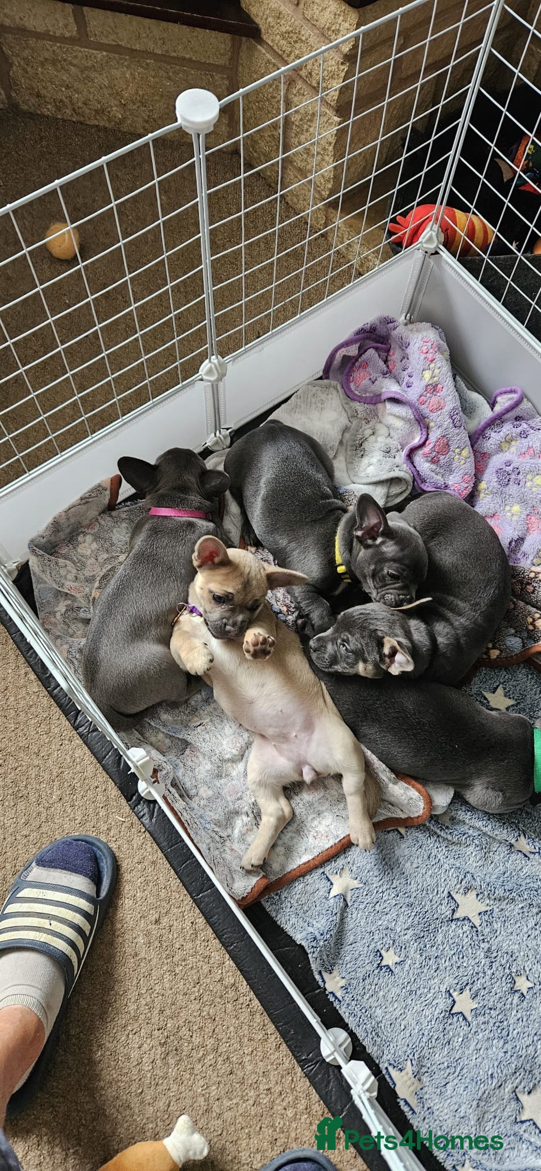 Mixed Breed dogs for sale: 🐶 Lovely Frenchie x Chihuahua Puppies - Image 11