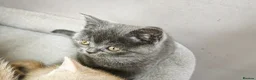 British Shorthair cats for sale: Stunning Rare Colours British Shorthair Kittens - Advert 17