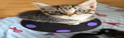 Mixed Breed cats for sale: 5 Beautiful kittens for sale - Advert 23