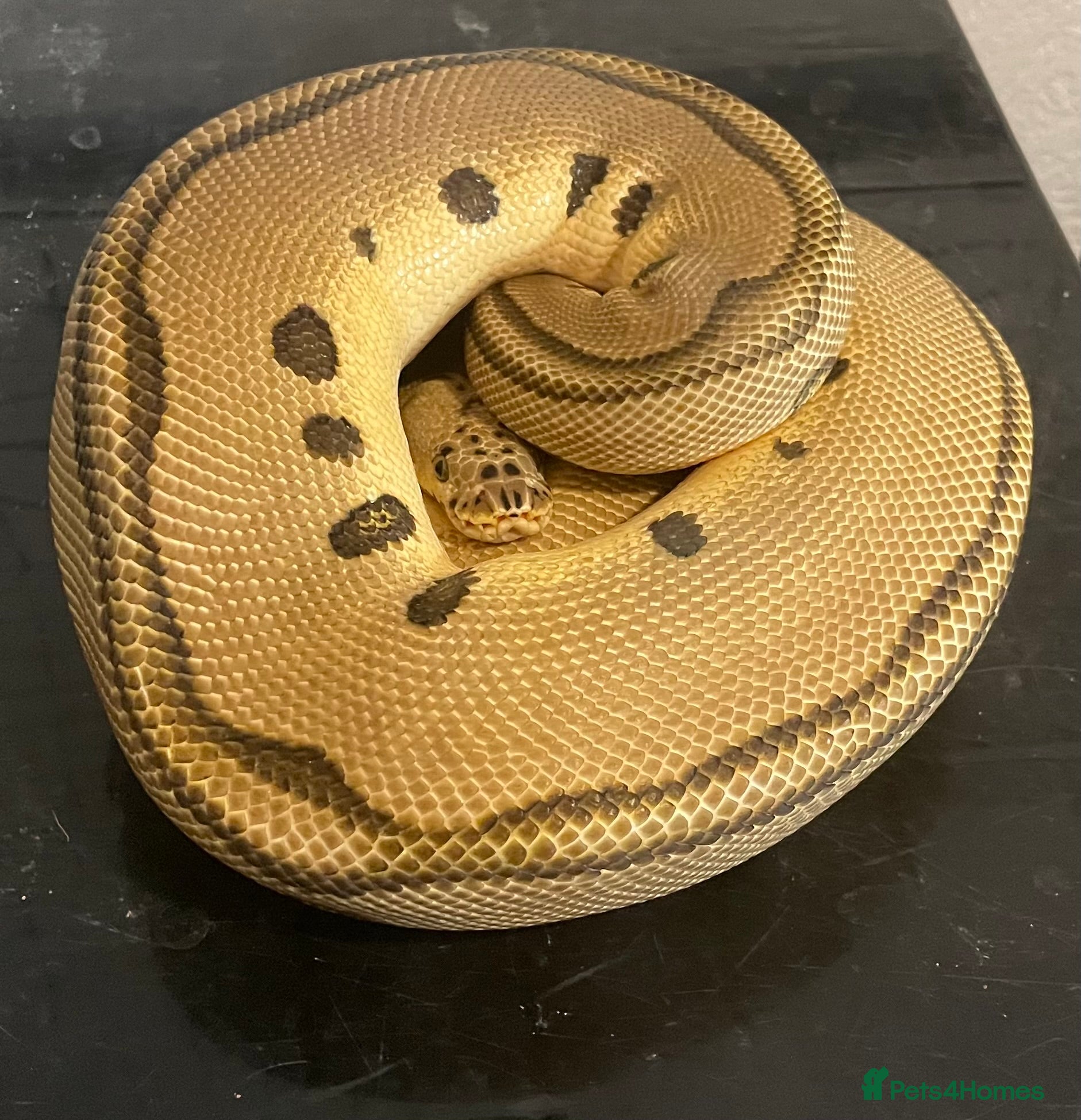Python Snake reptiles Royal pythons for sale - Bristol - Advert 2