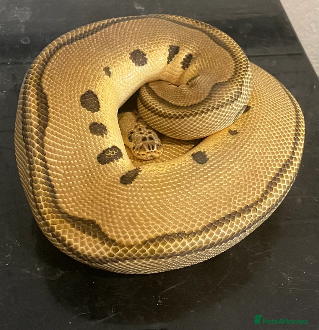 Python Snake reptiles for sale: Royal pythons for sale - Bristol - Advert 2