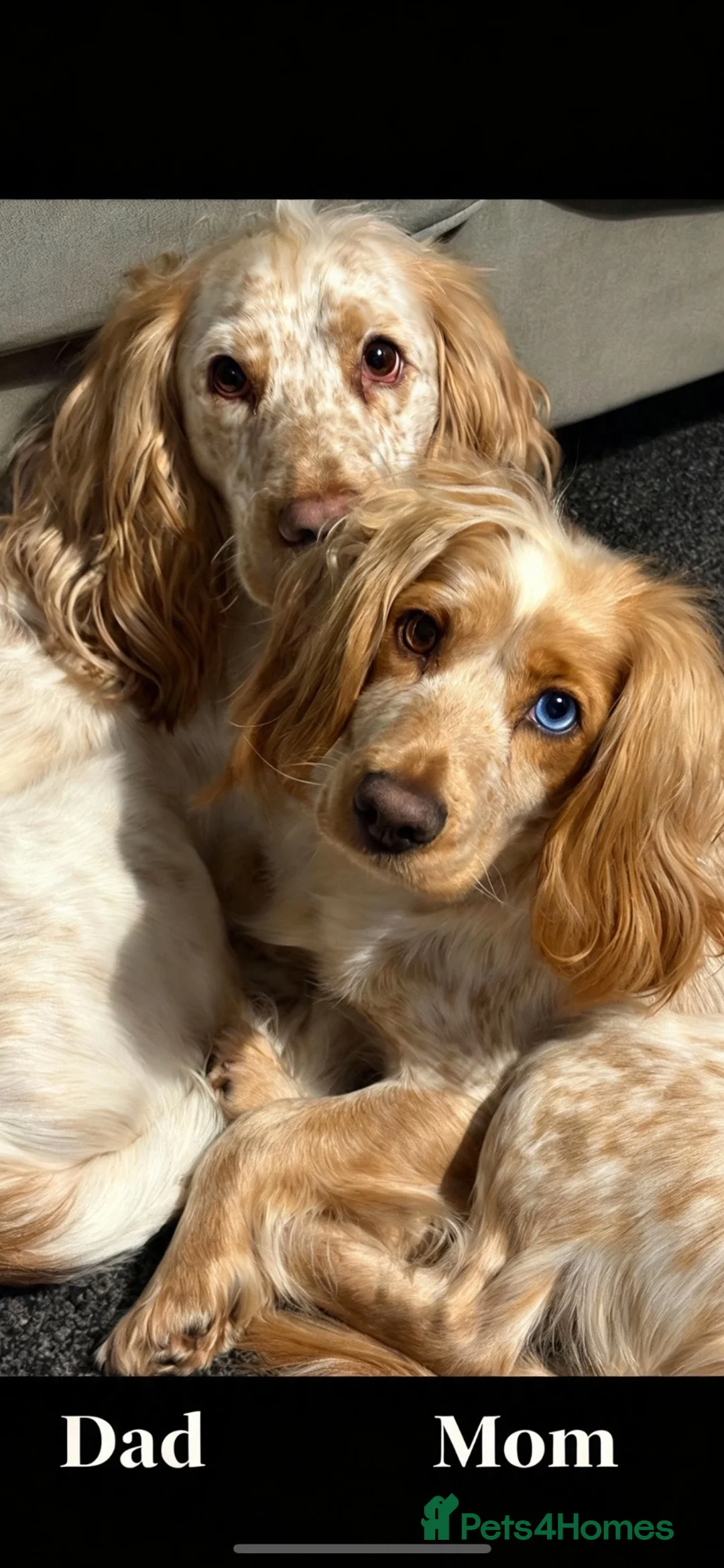 Cocker Spaniel dogs for sale: Beautiful cocker spaniel puppies  - Advert 1