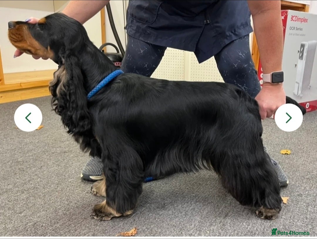 Cocker Spaniel dogs for sale: 2 stunning Cocker Spaniel bitch puppies available - Advert 1