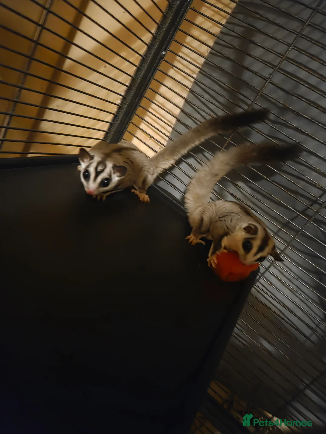Sugar Glider rodents for sale: 3 sugar gliders in Blairgowrie - Advert 1