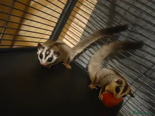 Sugar Glider rodents 3 sugar gliders - Advert 1
