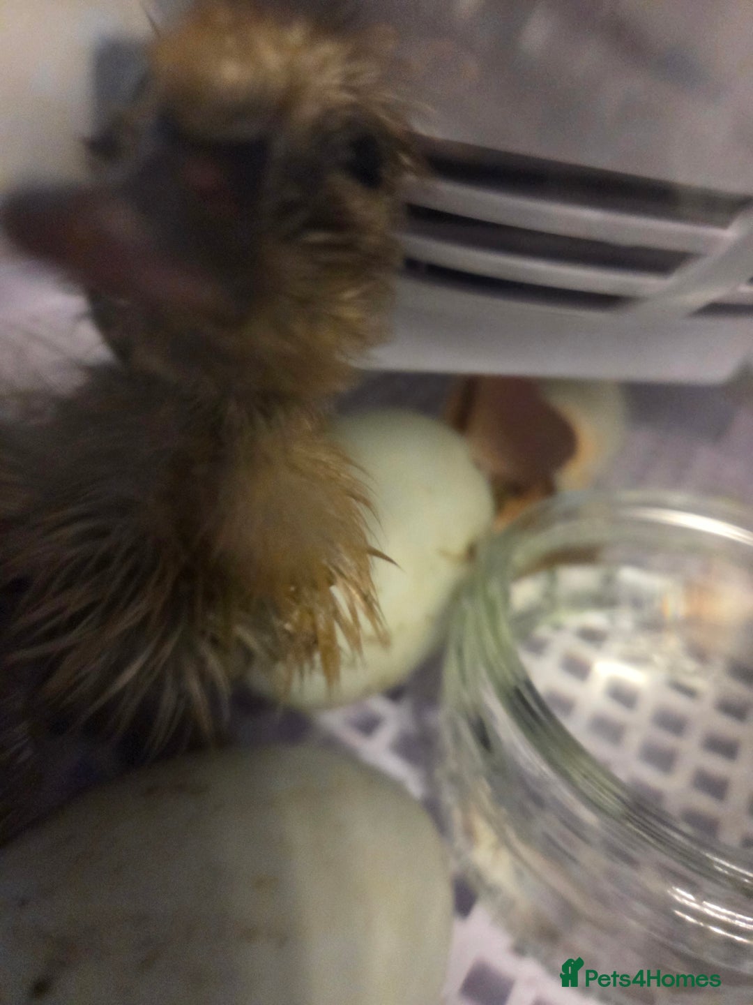 Ducks poultry for sale: Rare colour Pure bred silver runner Ducks  - Advert 19