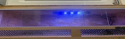 Leopard Gecko reptiles for sale: Male leopard gecko - Advert 8