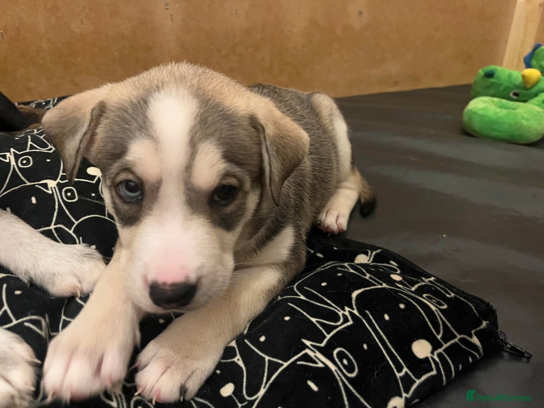 Mixed Breed dogs for sale: Husky/lab/staffi - Image 2