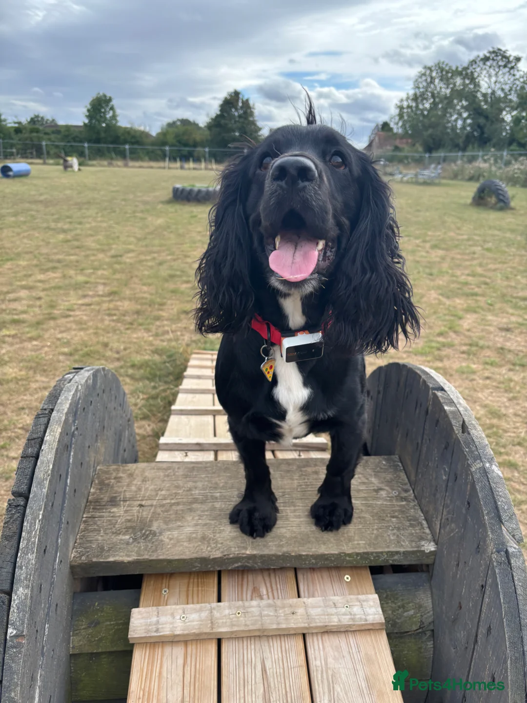 Cocker Spaniel dogs for stud: FOR STUD - Advert 6