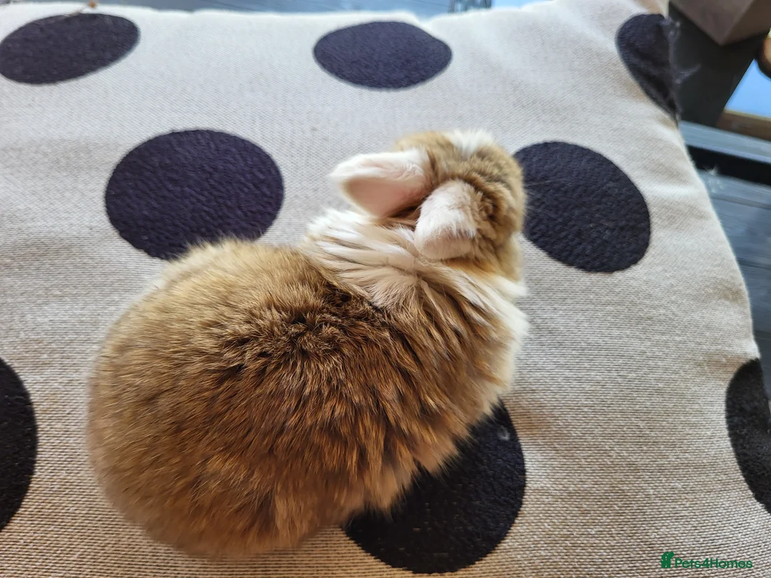 Mini Lop rabbits for sale: Mini Lop Bunny Ready for reserve amazing colour - Advert 2