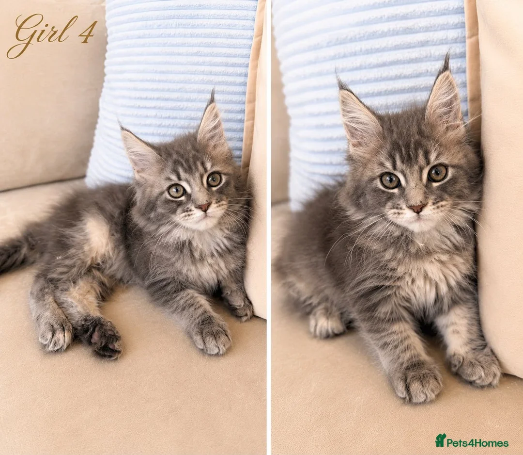 Maine Coon cats for sale: ✨ Exceptional TICA Registered Maine Coon Kittens ✨ in Whitchurch - Advert 2
